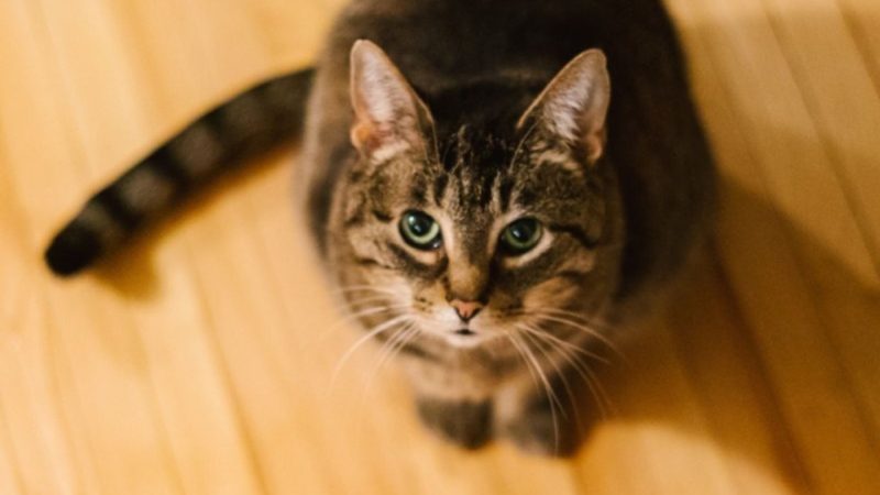 Legnoresina-Candioli Pavimenti